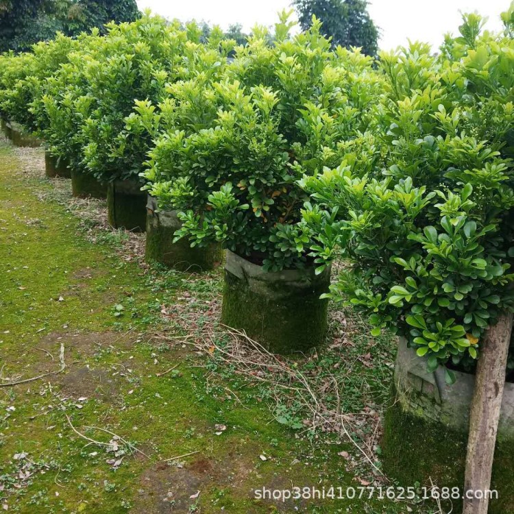 米蘭 基地直銷 批發(fā)各種 米蘭球 米蘭盆栽 九里香 紅花繼木球