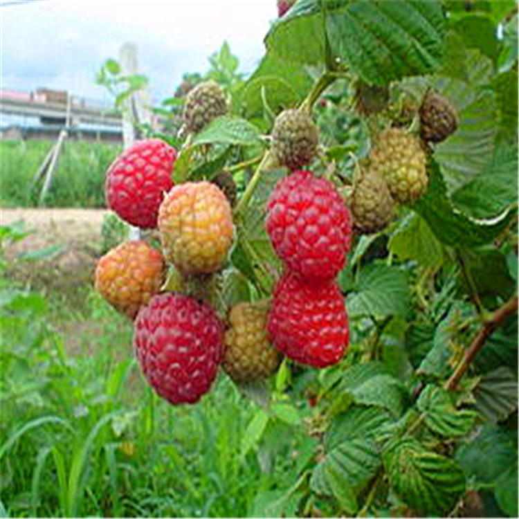 基地直销红树莓 耐旱双季红树莓 南北方种植 价格优。