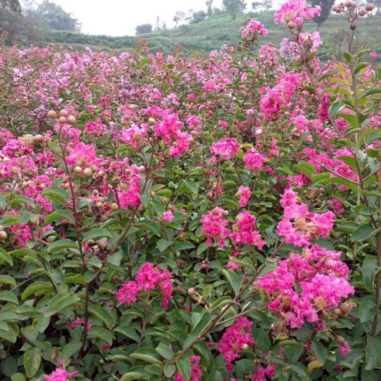 紫薇種苗 紫薇種植培育基地供應(yīng)各種規(guī)格紫薇 紫薇小苗 叢生紫薇