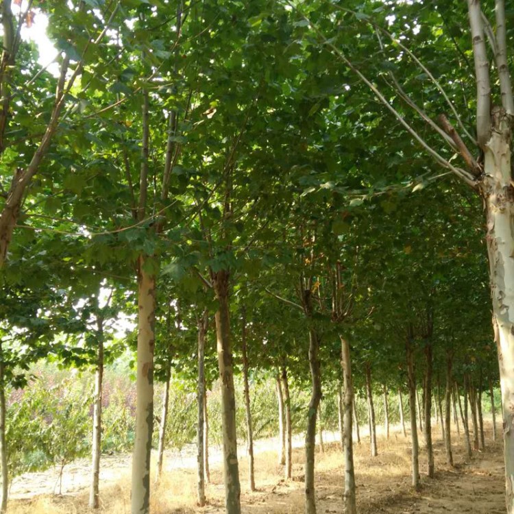 長(zhǎng)期種植出售法桐 道路綠化苗木 土壤適應(yīng)強(qiáng)速生法桐