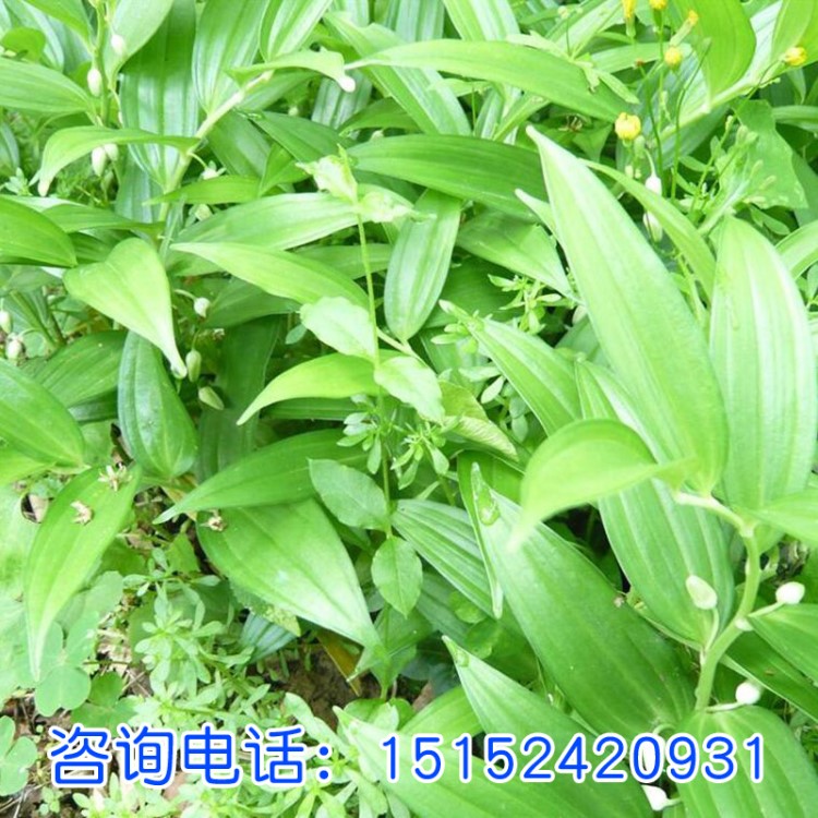 玉竹湘玉竹種子 邵陽玉竹種子 新鮮玉竹種子 畝產(chǎn)高 存活率高