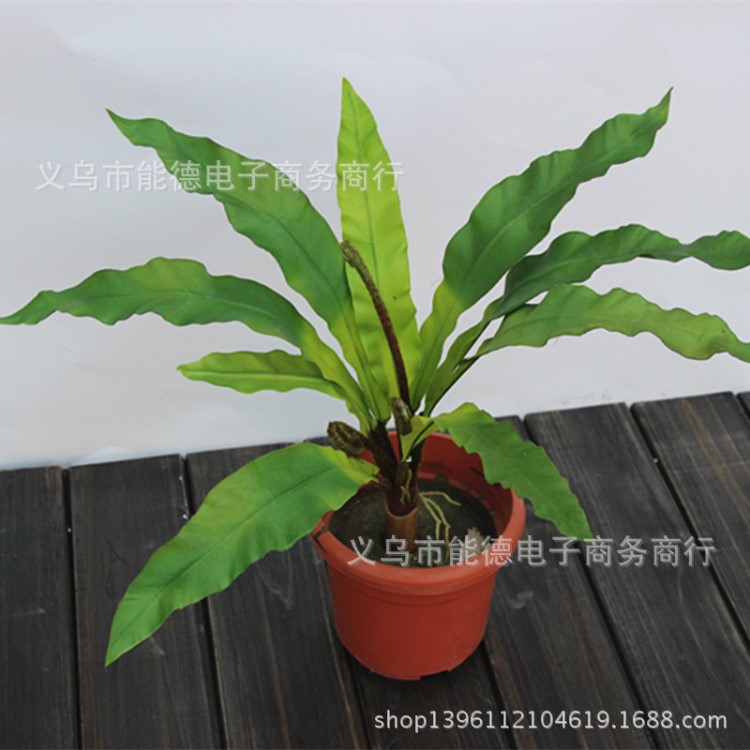 新品上市鳥巢蕨植物墻配材熱帶雨林植物可造型鳥蕨仿真葉子柳葉