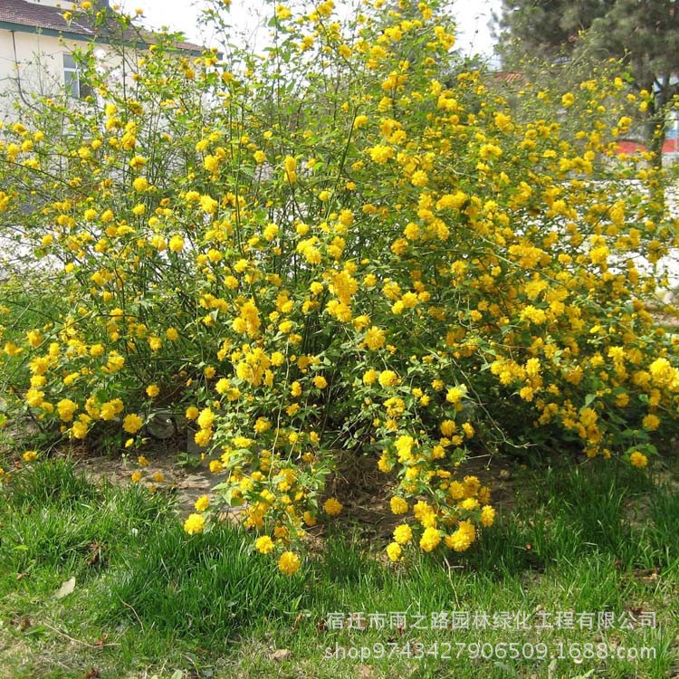 棣棠花 棣棠 基地直銷 園林綠化灌叢 開花花樹批發(fā) 景觀地被