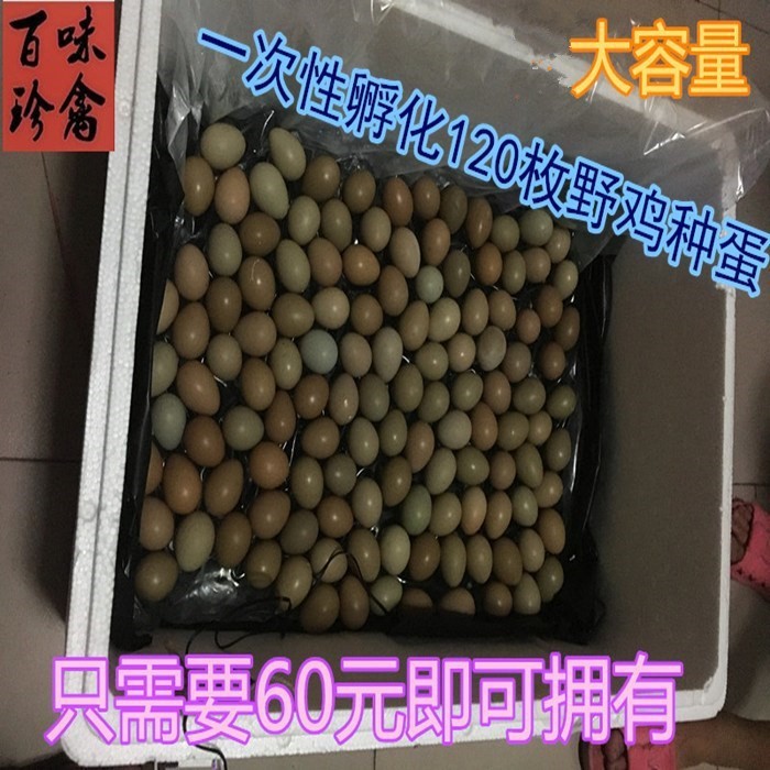 水床孵化機(jī)器鸚鵡全自動控溫器小雞鴨鵝鴿子自制種蛋受精蛋包郵