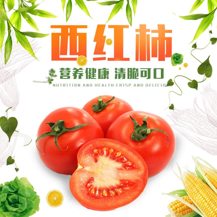 天津周邊配送 食用蔬菜西紅柿產(chǎn)地貨源批發(fā)