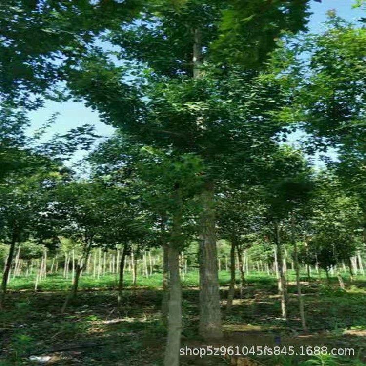 批發(fā)河南銀杏 白果樹(shù) 鴨掌樹(shù) 基地自種自銷 量大從優(yōu) 行道樹(shù)