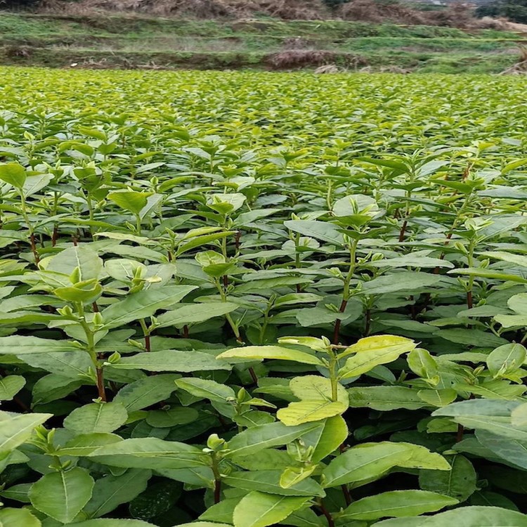 烏牛早 黃金茶 安吉白茶、龍井43、龍井長葉 浙農(nóng)117等茶葉苗批發(fā)