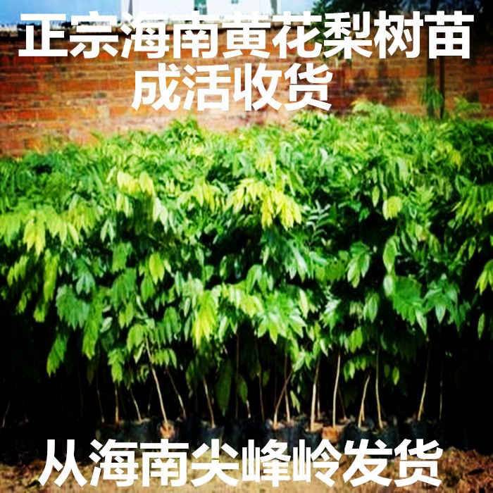 名贵海南海南黄花梨树苗 降香黄檀树苗树木种子 高度约1米1.1米