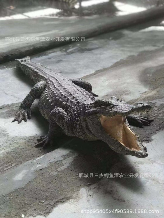 廣西里有養殖鱷魚的，廣西鱷魚養殖場在里