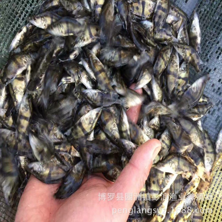 【漁場(chǎng)直供】桂花魚苗 鱖魚苗 淡水翹嘴桂花苗 鰲花魚苗批發(fā)