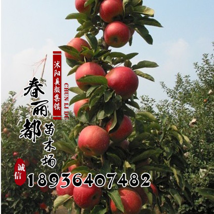 直銷蘋果樹(shù)苗 柱狀蘋果苗 產(chǎn)量高 口感好 果樹(shù)新品種 基地現(xiàn)貨