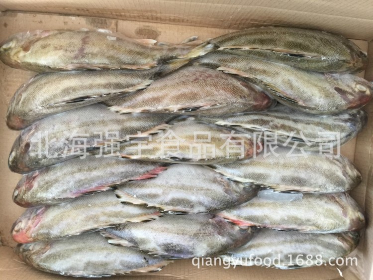 廠家直銷  供應速凍單凍刺魚(丁公魚）規(guī)格：300/500,500/700