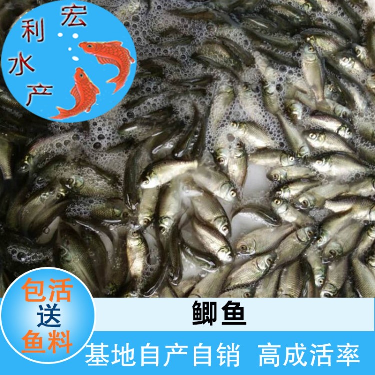 【大量供應(yīng)】廣東湘云鯽魚苗 銀鯽魚苗 中科三號(hào)鯽魚苗 白鯽魚苗