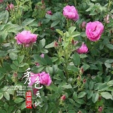 食用玫瑰花苗 大馬士革 花期長(zhǎng) 四季香水型,四季開(kāi)花,可泡茶飲用