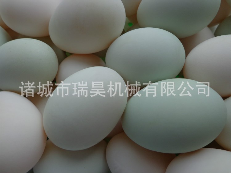 禽蛋加工設備 型材制造 新品機 帶光檢蛋品洗蛋機