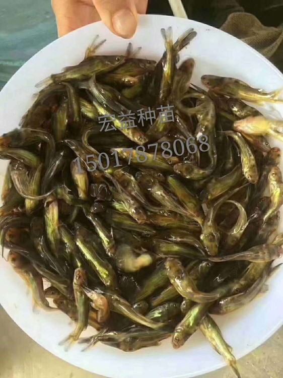 【基地直銷】全雄性黃骨魚 黃顙魚 黃角魚 黃臘丁魚苗