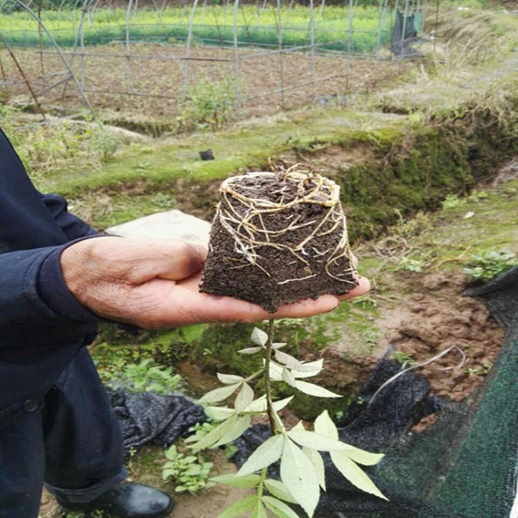 九葉青花椒杯苗 營養(yǎng)杯花椒苗 花椒小苗 4月底就能出苗栽種