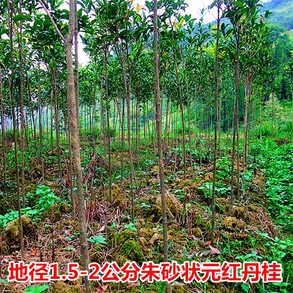 湖北咸寧批發(fā)直徑1.5-2公分丹桂樹苗 紅花丹桂 朱砂狀元紅桂花樹