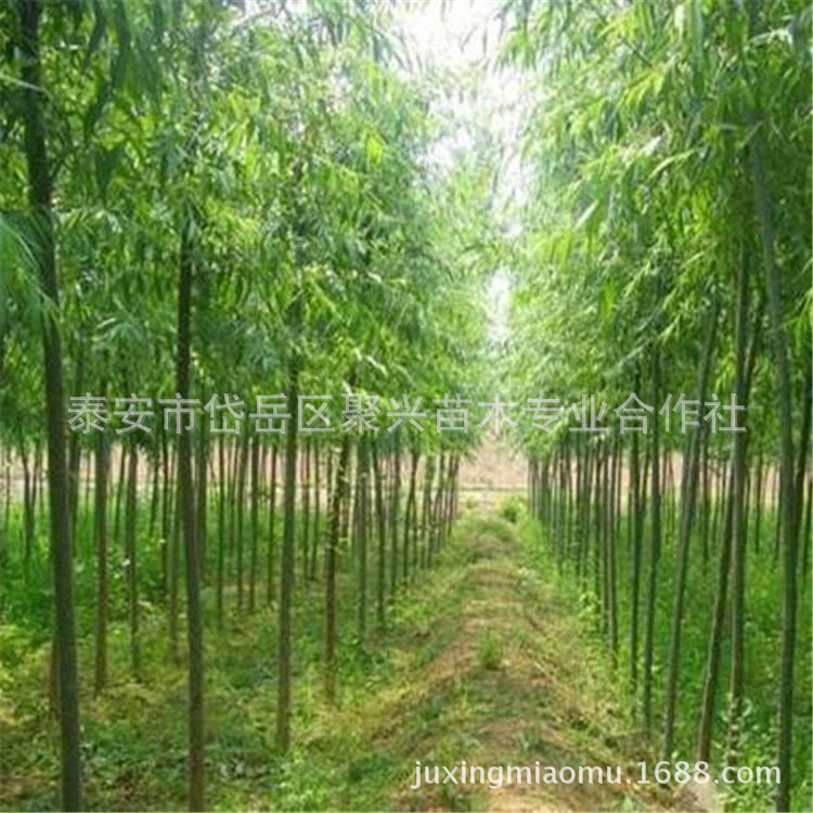 公園景觀湖綠化用垂柳苗 規(guī)格全無蟲害垂柳苗 觀賞價值高垂柳$