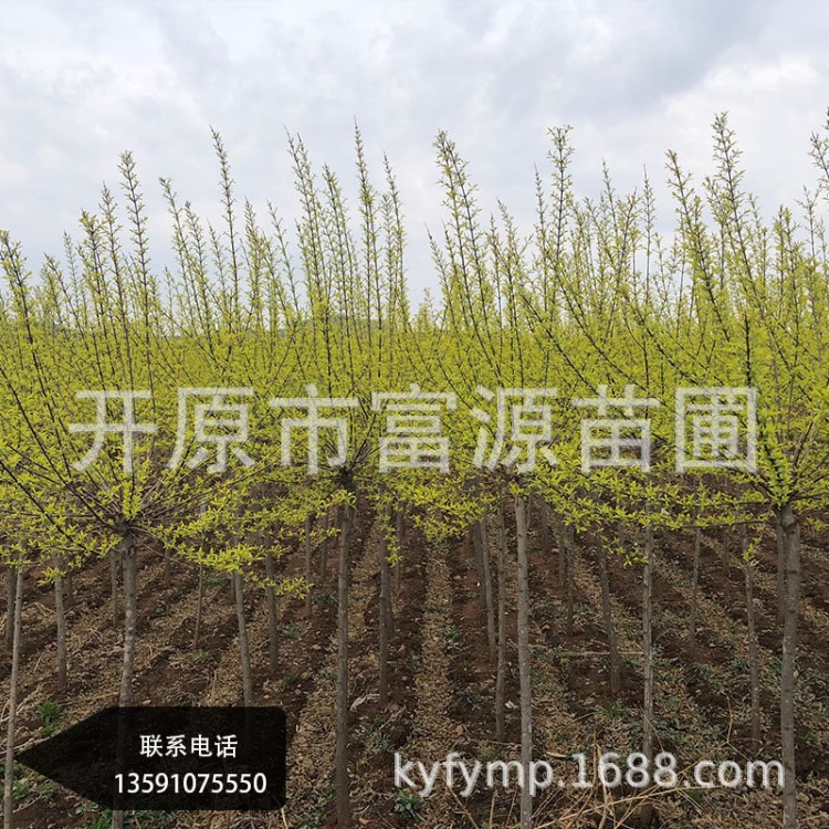 開原苗圃基地直供金葉衛矛苗木大量供應規格金葉衛矛小苗批發