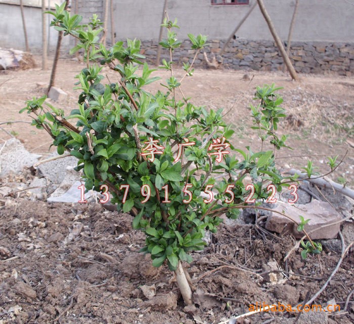 基地直供四季树形金银花苗 树型四季金银花爬藤盆景盆栽