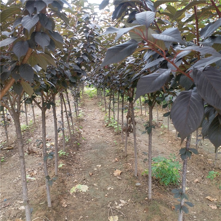 紫叶矮樱种植销售基地 樱花树苗厂家直销 树形优美