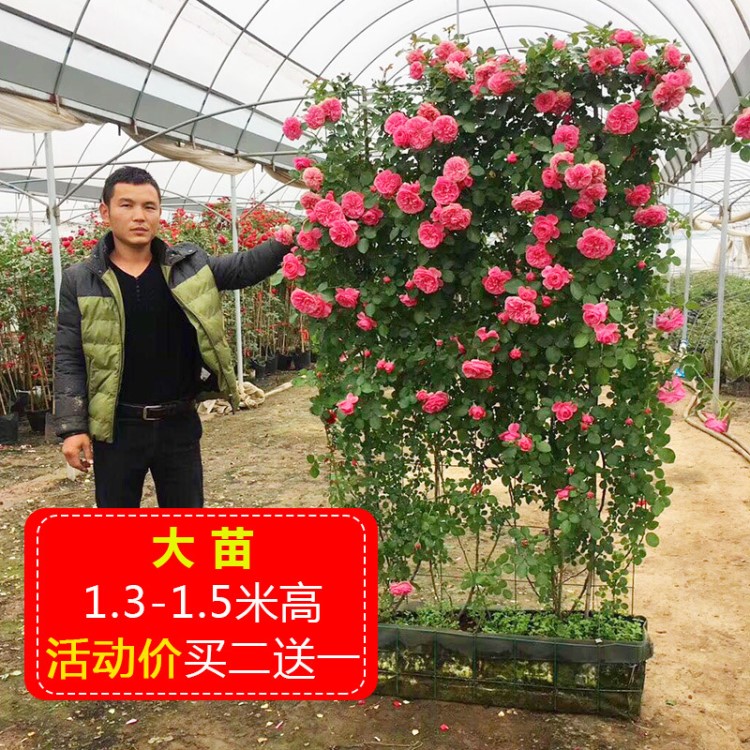 藤本月季花苗大花濃香四季庭院陽臺爬藤花卉植物薔薇歐月帶花耐寒