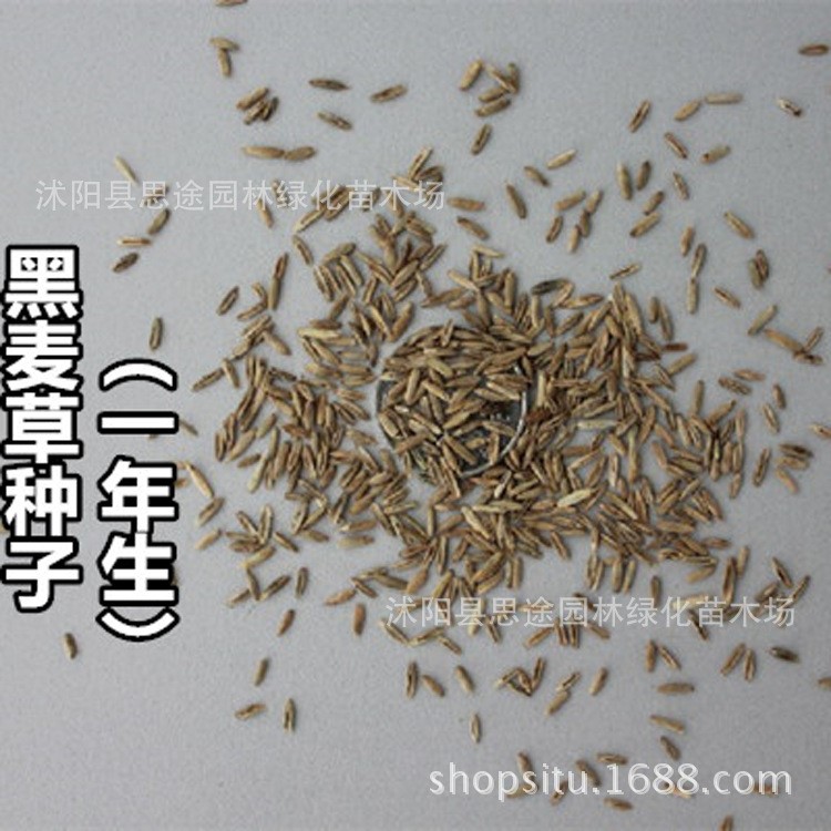 牧草種子黑麥草種子植物種子多年生多種魚(yú)蝦牲畜飼料 量大優(yōu)惠