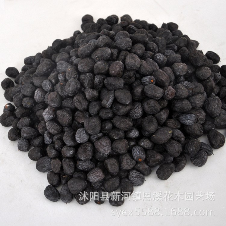 批发君迁子种子新采药材种子君迁子中药材种子量大优惠