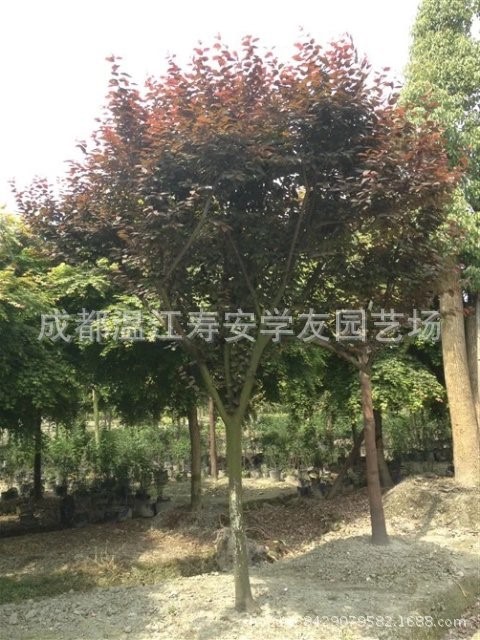 批發(fā)苗圃種植四川成都紅葉李，紫葉李，苗木基地直銷，綠化苗木