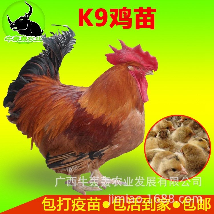 k9雞苗批發(fā)紅玉雞苗活體包郵麻雞快大三黃紅羽青腳綠殼烏骨土雞苗