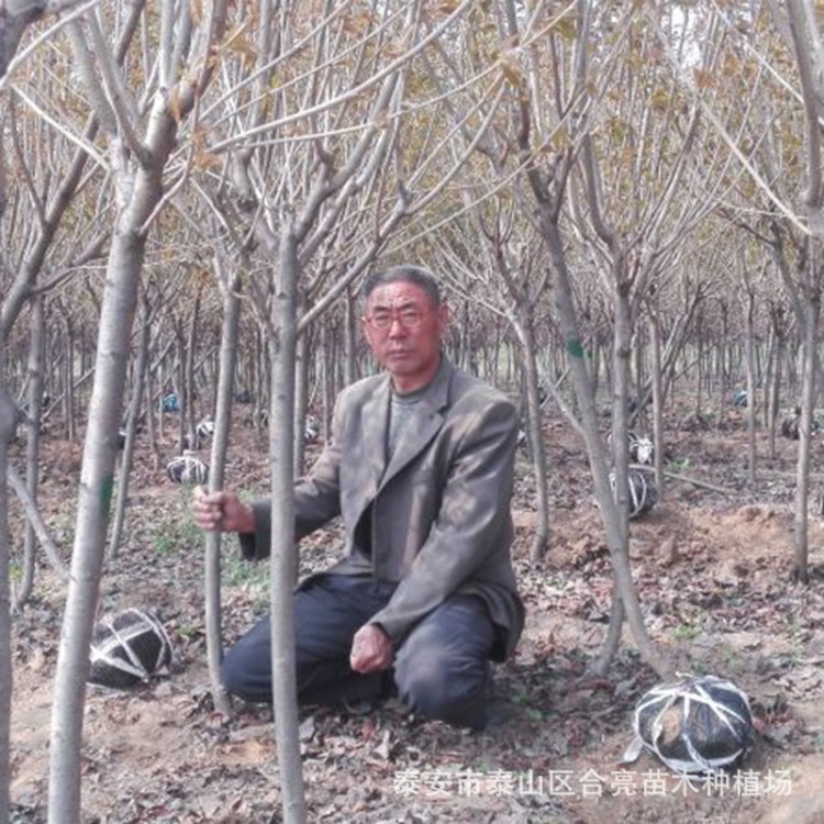 4公分櫻花樹(shù)苗大量批發(fā) 基地直銷 量大優(yōu)惠 成活率高櫻花樹(shù)苗