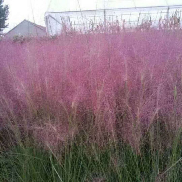 基地直銷景觀綠化香草 花期長耐寒粉黛亂子草種苗批發(fā)