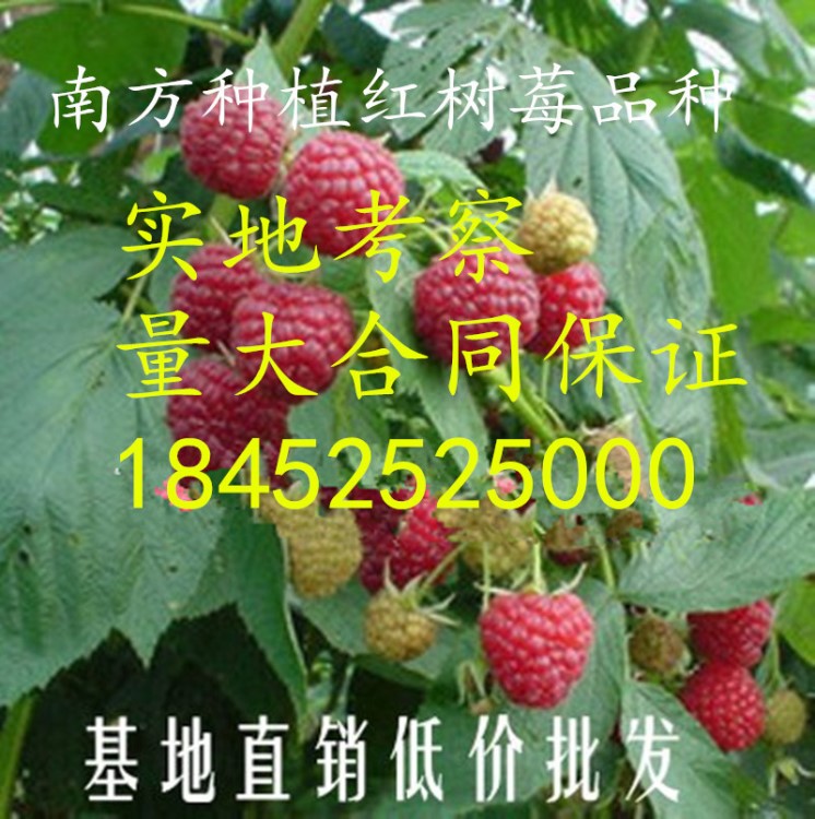 南方種植新品種仙女紅樹(shù)莓苗覆盆子樹(shù)苗 紅樹(shù)莓苗 適應(yīng)性強(qiáng)