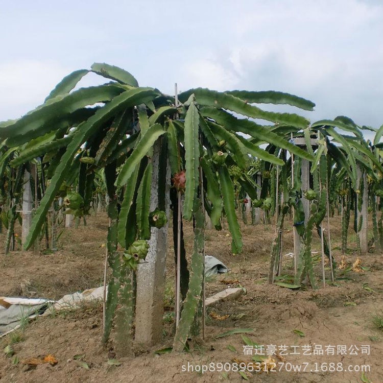 基地直销火龙果苗 四季种植红心白心火龙树果 易成活