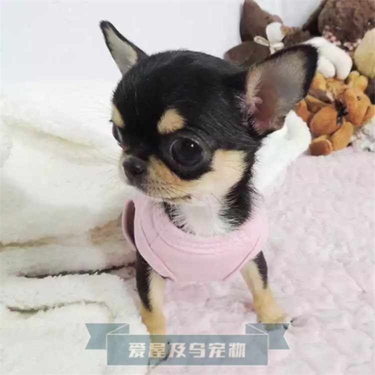 吉娃娃犬 迷你型茶杯型長不吉娃娃 狗狗活體寵物吉娃娃幼犬蘋果頭