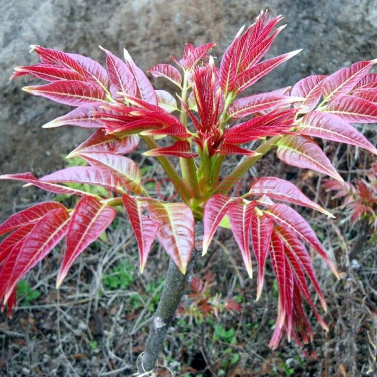 山東紅油香椿樹苗批發(fā)當(dāng)年食用蔬菜種植品種香椿樹苗低價批發(fā)