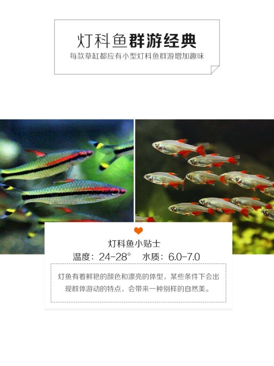 【探魚(yú)社】熱帶魚(yú)觀賞魚(yú)燈科魚(yú)孔雀魚(yú)寶蓮燈刀魚(yú)斑馬紅鼻剪紅綠燈