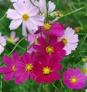 一個代發(fā)室內(nèi)負(fù)離子 綠色種植 園藝草娃娃 花卉花籽 波斯菊種子