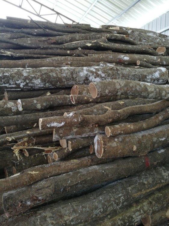 长期供应槐木 刺槐原木 适用于各种规格立柱工艺品制造