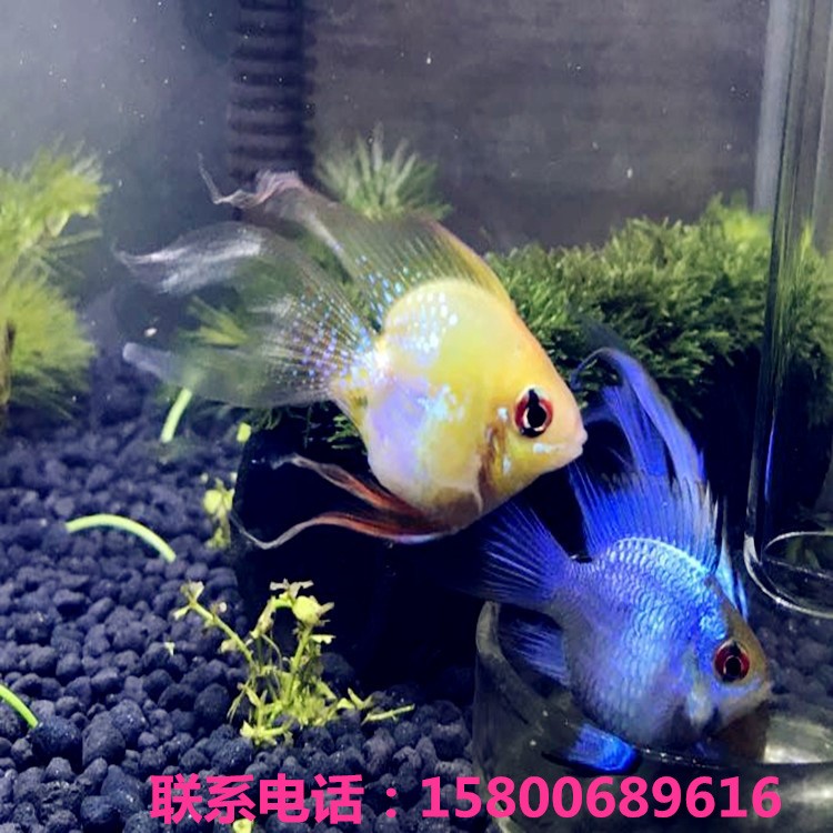 桃心金波子 寶籃球 荷蘭球 短鯛鳳凰球魚小型熱帶魚草缸混養(yǎng)品種