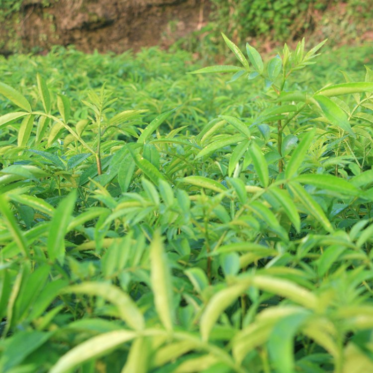 九葉青花椒苗  高活花椒樹苗批發(fā) 耐旱耐寒花椒苗 果樹苗基地供應(yīng)