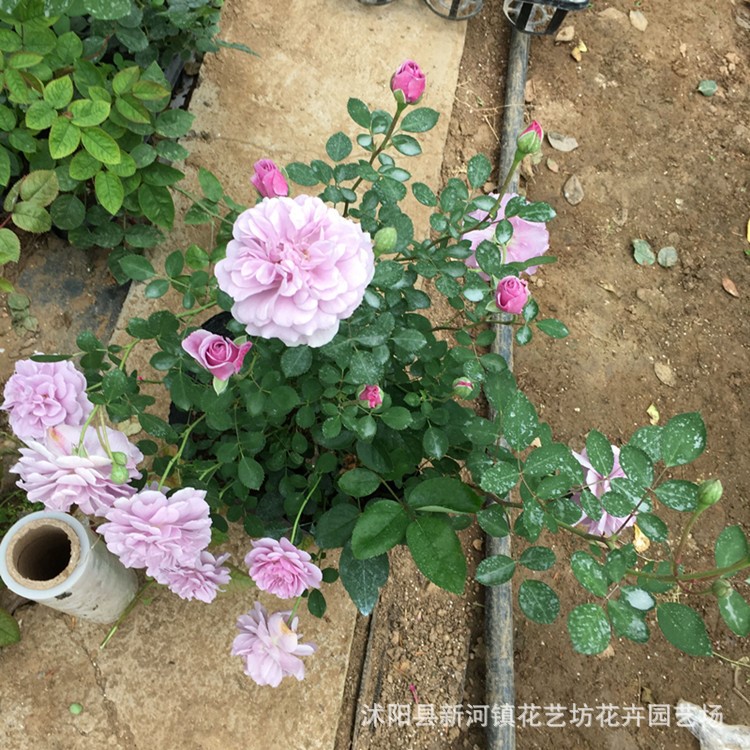 歐月藤本月季花苗玫瑰薔薇 藍(lán)色陰雨 大型爬藤藍(lán)色多季開花大苗