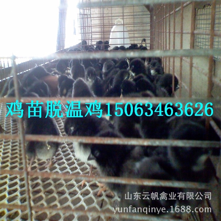 黑鳳雞苗 黑毛白肉土雞苗 脫溫鳳雞 孵化育雛脫溫黑土雞