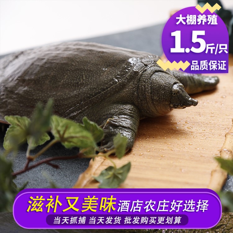 1.5斤鮮活大甲魚水魚鱉活體團(tuán)魚八750g/只