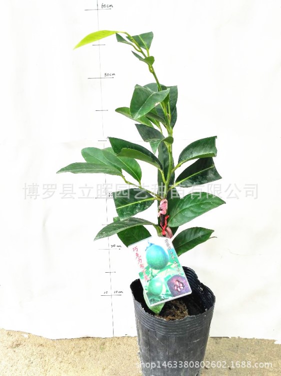 淡淡香味的新興水果巧克力布丁(黑柿)