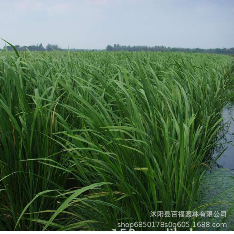 野茭白 水筍 茭白筍 腳白筍 菰 菰菜 高筍 濕地綠化水生挺水植物