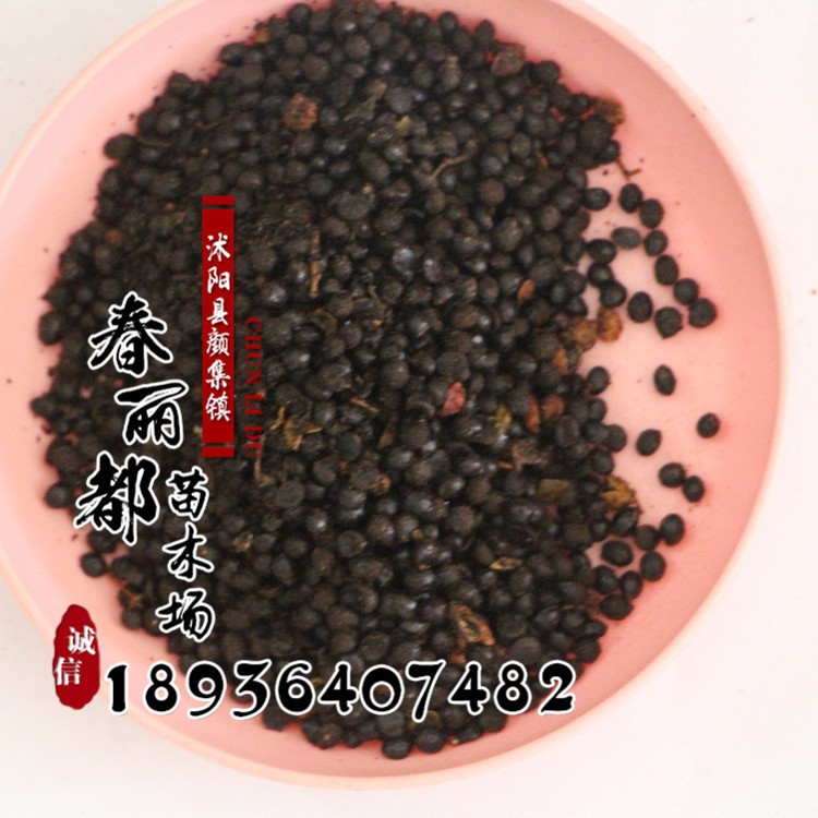 批發(fā)大紅袍花椒種子價(jià)格 廠家直銷 花椒種子銷售 包發(fā)芽