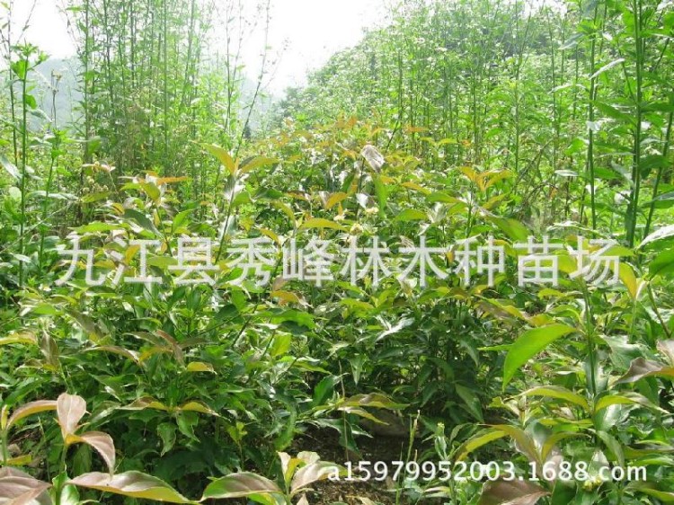 【大量自產】供應 四照花 山荔枝 種子 九江縣林業采育種苗站