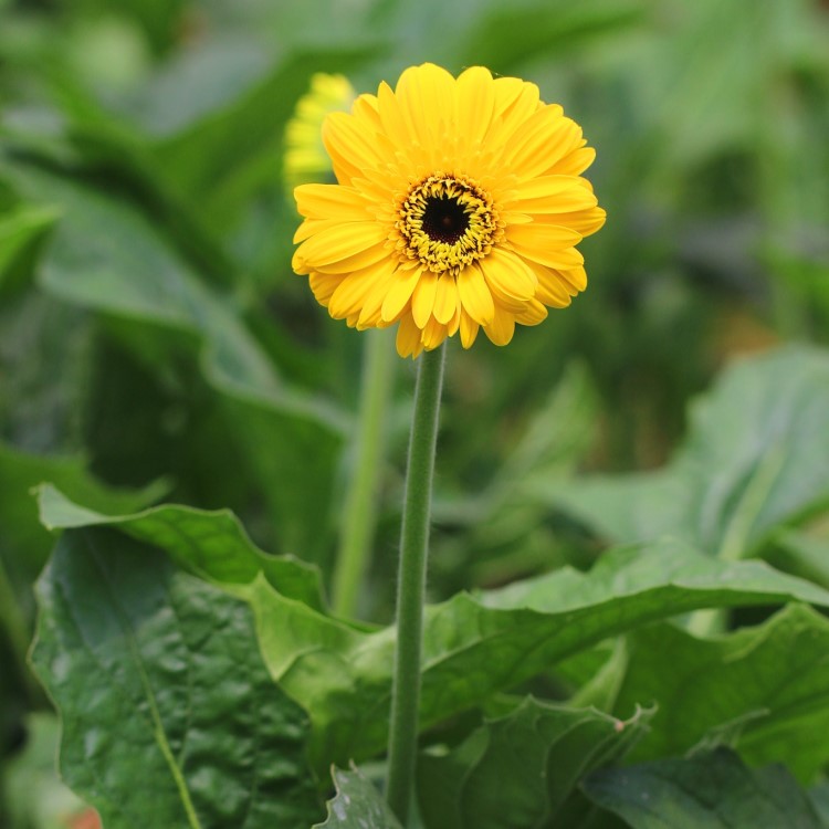 供應非洲菊種苗扶郎花苗盆栽非洲菊花苗批發